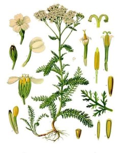Achillea Millefolium