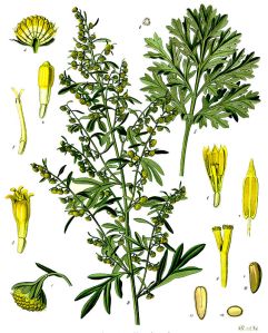 Artemisia_absinthium_-_Köhler–s_Medizinal-Pflanzen-164