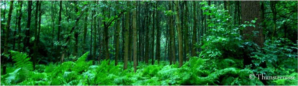 Thimsternisse-landscape1