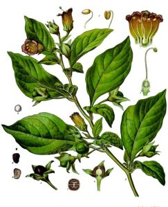 Atropa Belladonna, from Köhler's Medizinal Pflanzen.
