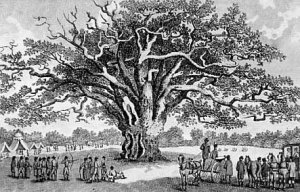 A Gathering under the Fairlop Oak, around 1790. Maker of this engraving not known by me. Note that the tree, which was taken down in 1820, already holds many dead branches.