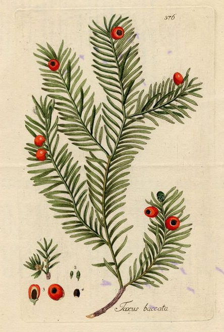 Taxus Baccata